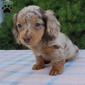 Sage- miniature, Dachshund Puppy