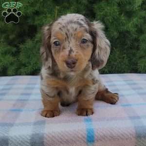 Sage- miniature, Dachshund Puppy