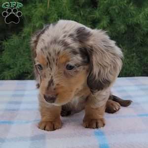 Sage- miniature, Dachshund Puppy