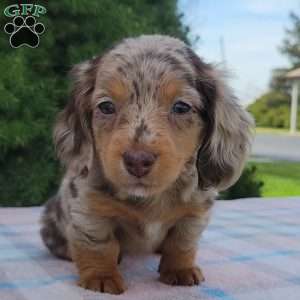 Sage- miniature, Dachshund Puppy