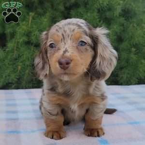 Sage- miniature, Dachshund Puppy