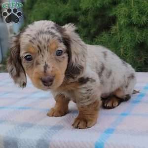 Sage- miniature, Dachshund Puppy