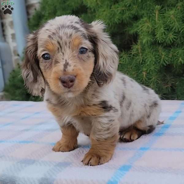 Sage- miniature, Dachshund Puppy