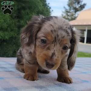 Sage- miniature, Dachshund Puppy
