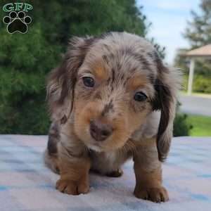 Sage- miniature, Dachshund Puppy