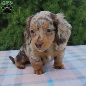 Sage- miniature, Dachshund Puppy