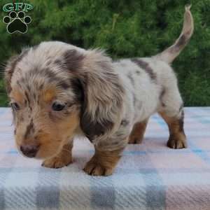 Sage- miniature, Dachshund Puppy