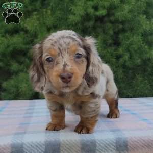 Sage- miniature, Dachshund Puppy