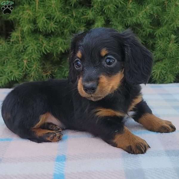 Skye- miniature, Dachshund Puppy
