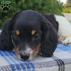 Sarge- miniature, Dachshund Puppy