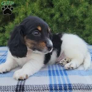 Sarge- miniature, Dachshund Puppy