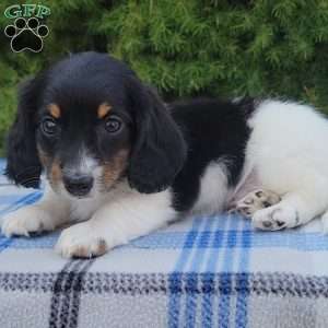 Sarge- miniature, Dachshund Puppy
