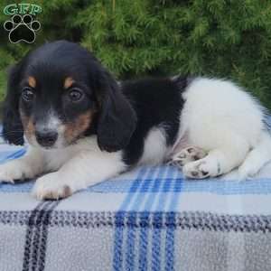 Sarge- miniature, Dachshund Puppy