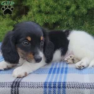 Sarge- miniature, Dachshund Puppy