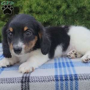 Sarge- miniature, Dachshund Puppy