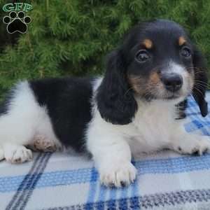 Sarge- miniature, Dachshund Puppy