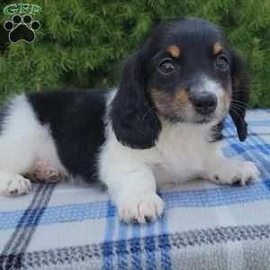 Sarge- miniature, Dachshund Puppy