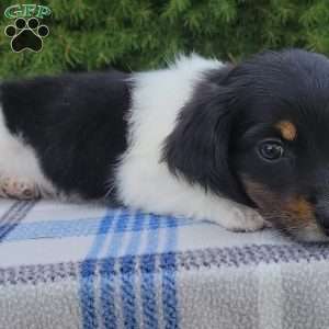 Sarge- miniature, Dachshund Puppy