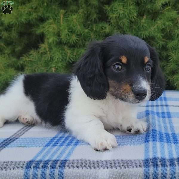 Sarge- miniature, Dachshund Puppy
