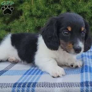 Sarge- miniature, Dachshund Puppy