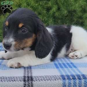 Sarge- miniature, Dachshund Puppy