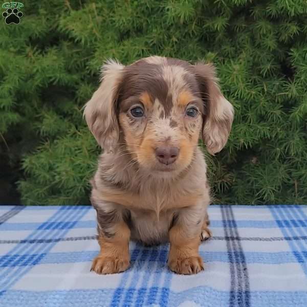 Sawyer- miniature, Dachshund Puppy