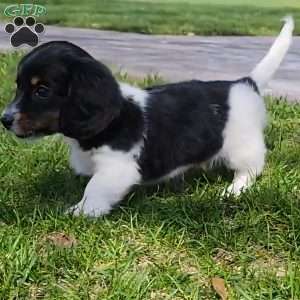 Sarge- miniature, Dachshund Puppy