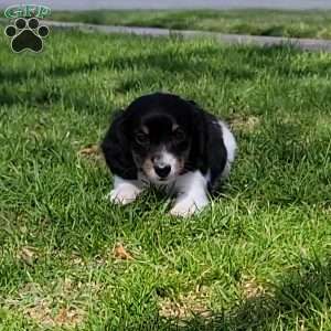 Sarge- miniature, Dachshund Puppy