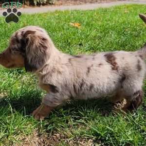Sage- miniature, Dachshund Puppy