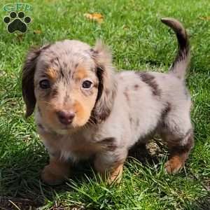 Sage- miniature, Dachshund Puppy