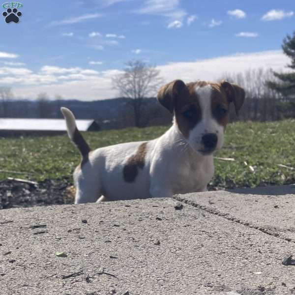 Tillie, Jack Russell Terrier Puppy