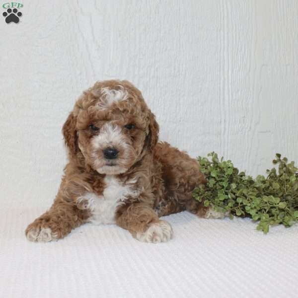 Albert, Miniature Poodle Puppy
