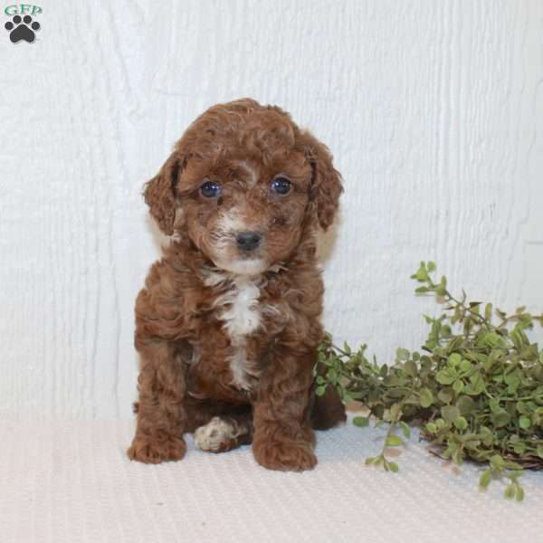 Amy, Miniature Poodle Puppy