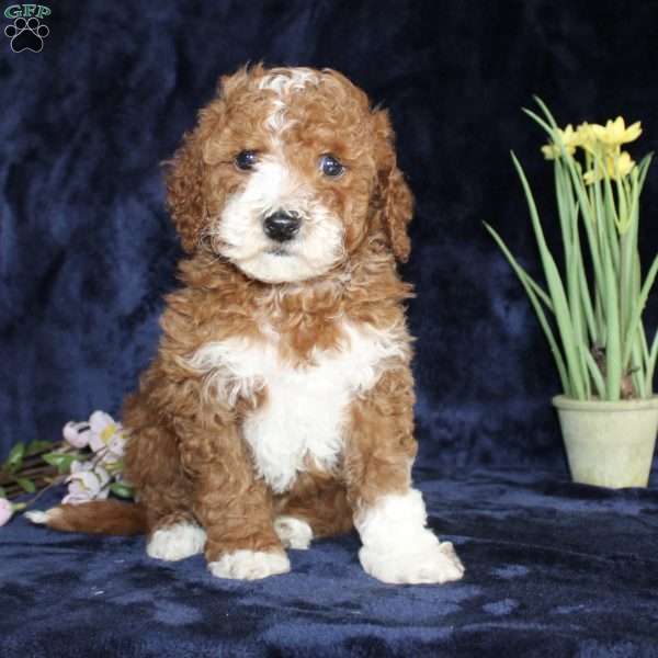 Dallas, Mini Goldendoodle Puppy