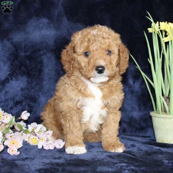 Dickie, Mini Goldendoodle Puppy