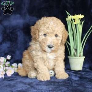 Donald, Mini Goldendoodle Puppy