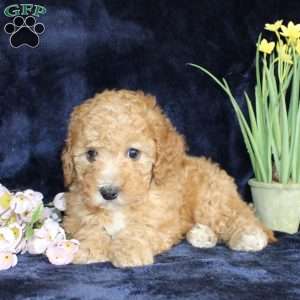 Darlene, Mini Goldendoodle Puppy
