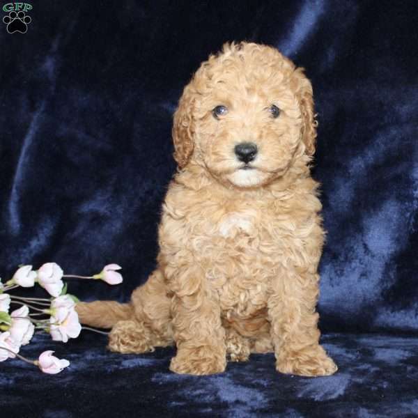 Mattie, Mini Goldendoodle Puppy