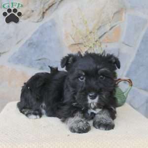 Jack, Miniature Schnauzer Puppy