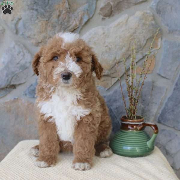 Jewel, Mini Aussiedoodle Puppy