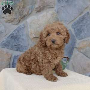 Janie, Mini Aussiedoodle Puppy