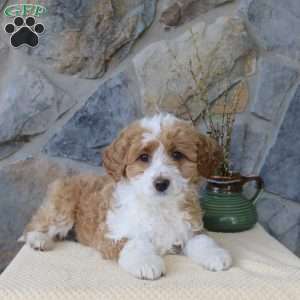 Josie, Mini Aussiedoodle Puppy