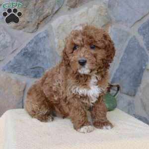 Jasper, Mini Aussiedoodle Puppy