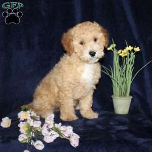 Daisy, Mini Goldendoodle Puppy