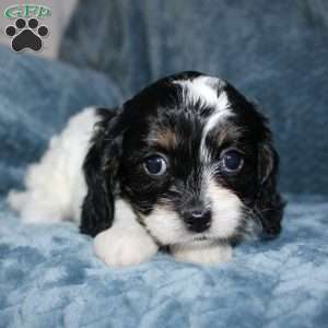 Abby, Cavapoo Puppy