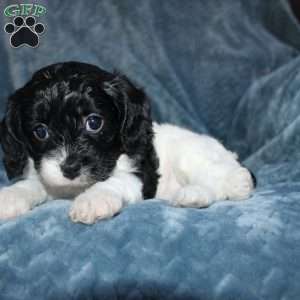 Amber, Cavapoo Puppy