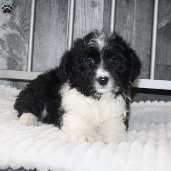 Levi, Mini Aussiedoodle Puppy