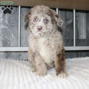 Larry, Mini Aussiedoodle Puppy