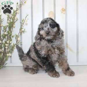 Roscoe, Cavapoo Puppy