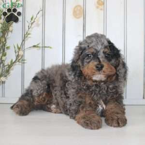 Romeo, Cavapoo Puppy